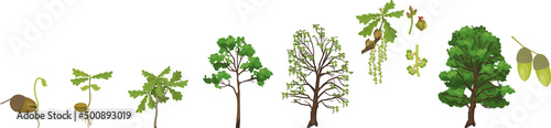 Life cycle of oak tree with phenophases. Growth stages from acorn and sprout to old tree isolated on white background