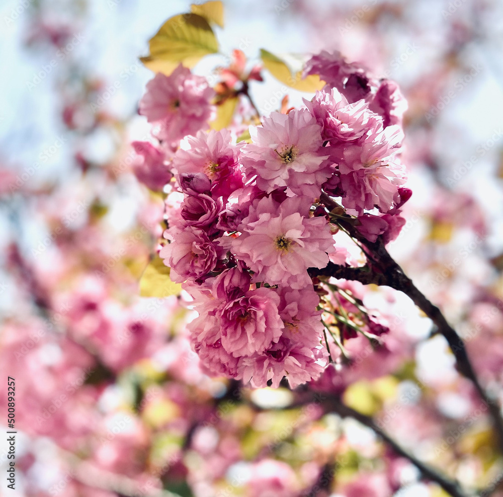 Fototapeta premium Landscape concept. Blossom colorful seasonal flowers.
