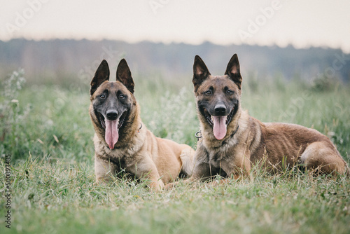 Working Belgian shepherd malinois dog running full speed. IGP dog.