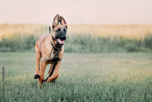 Canvas Print Working Belgian shepherd malinois dog running full speed