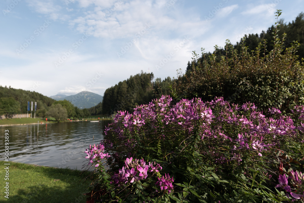 Obraz premium Landscape concept. Blossom colorful seasonal flowers.