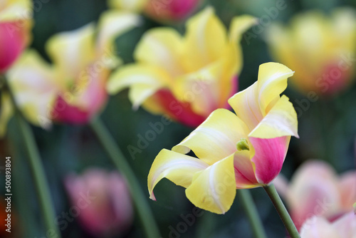 Beautiful flowers that herald spring