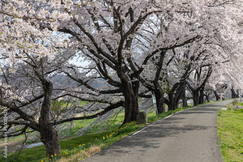Cherry blossoms at Shiroishi River, Miyagi, Japan © Takashi