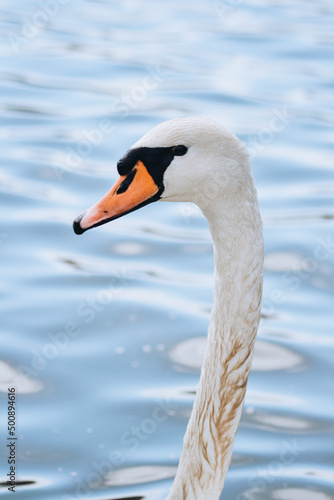 White swan swims on the water. Portrait of an animal. Wild nature.