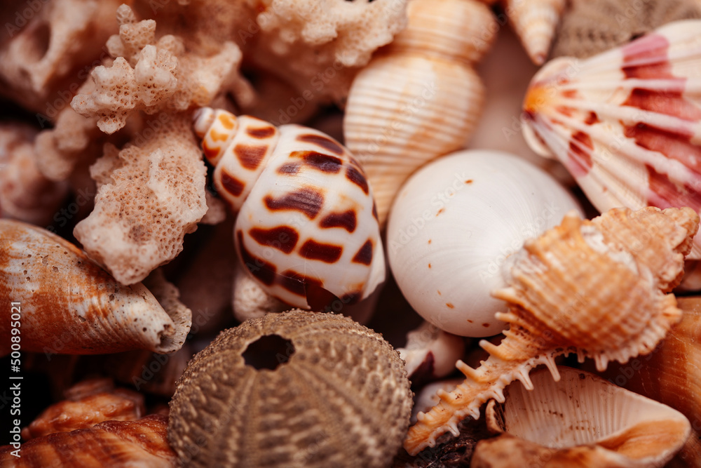 a lot of different empty sea shells, natural background, macro details