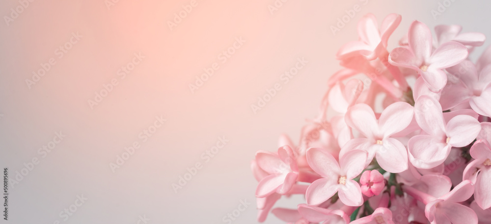 Spring border or background art with pink blossom. Beautiful nature scene with blooming tree and sun flare. Easter Sunny day. Spring flowers. Beautiful Orchard Abstract blurred background. Springtime Spring border or background art with pink blossom. Beautiful nature scene with blooming tree and sun flare. Easter Sunny day. Spring flowers. Beautiful Orchard Abstract blurred background. Springtime