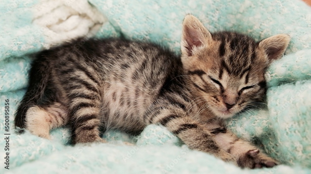Close up photo of baby kitten sleeping on his blanket Close up photo of baby kitten sleeping on his blanket