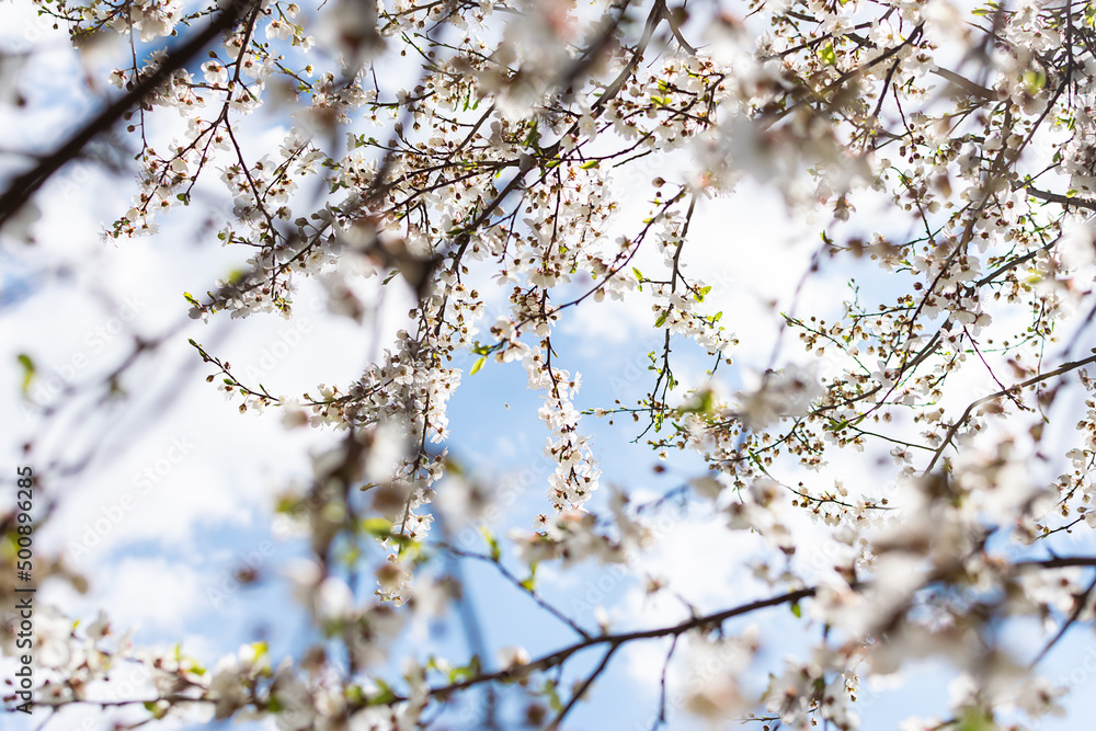Artistic composition with blooming cherry tree on blue sky background. Natural spring wallpaper. Artistic composition with blooming cherry tree on blue sky background. Natural spring wallpaper.