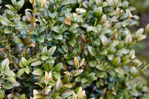 Close-up of evergreen bush boxwood in the garden. Boxwood wall in natural conditions. Family name Buxaceae, Scientific name Buxus. Selective focus with shallow depth of field © supersomik