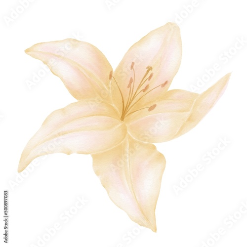 Isolated lily flower  watercolor illustration of a yellow flower