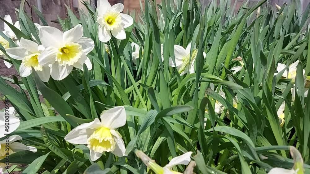 daffodils grow and bloom in the garden. sunny windy day. Spring daffodils grow and bloom in the garden. sunny windy day. Spring