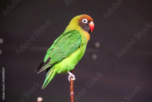 red headed parrot