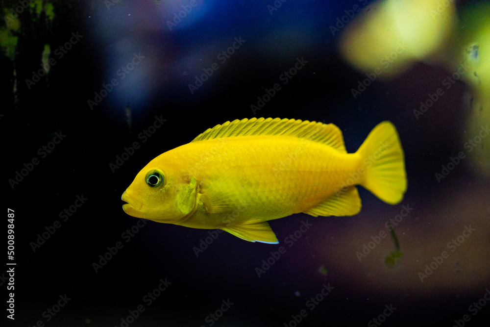 fish in aquarium fish in aquarium