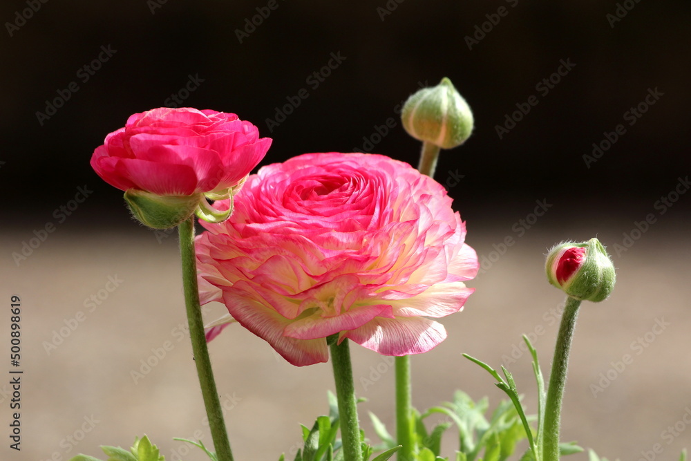 Obraz premium Bunch of Pink Buttercup or Ranunculus Pink herbaceous flowering ornamental plants with brightly coloured densely layered pink hermaphrodite flowers that look like large buttercups mixed with elegant
