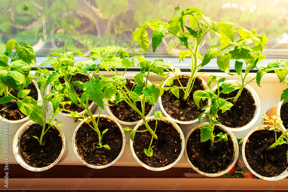 Balcony with seedlings on the windowsill. Balcony with seedlings on the windowsill.