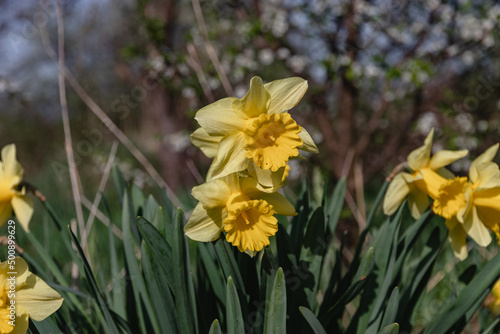 A view of yellow narcissus flowers on a background of green meadow grass. The first spring flowers. Yellow narcissus with a tubular core is one of the first spring flowers.