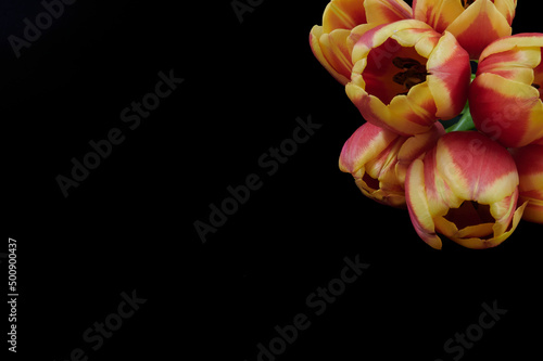 Red and yellow tulips on a black background