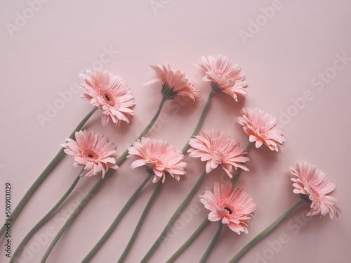 Layout of pink  gerbera flower on pink background in a row. Minimalist floral concept. Pink daisy flowers bouquet. Valentines day romantic background. Pastel pink aesthetic. Layout, card, copy space.