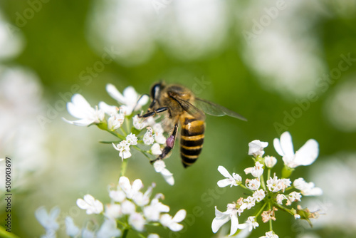 A bee collecting nectar from flower of coriander © Sushanta