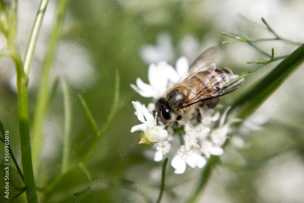 A bee collecting nectar from flower of coriander A bee collecting nectar from flower of coriander