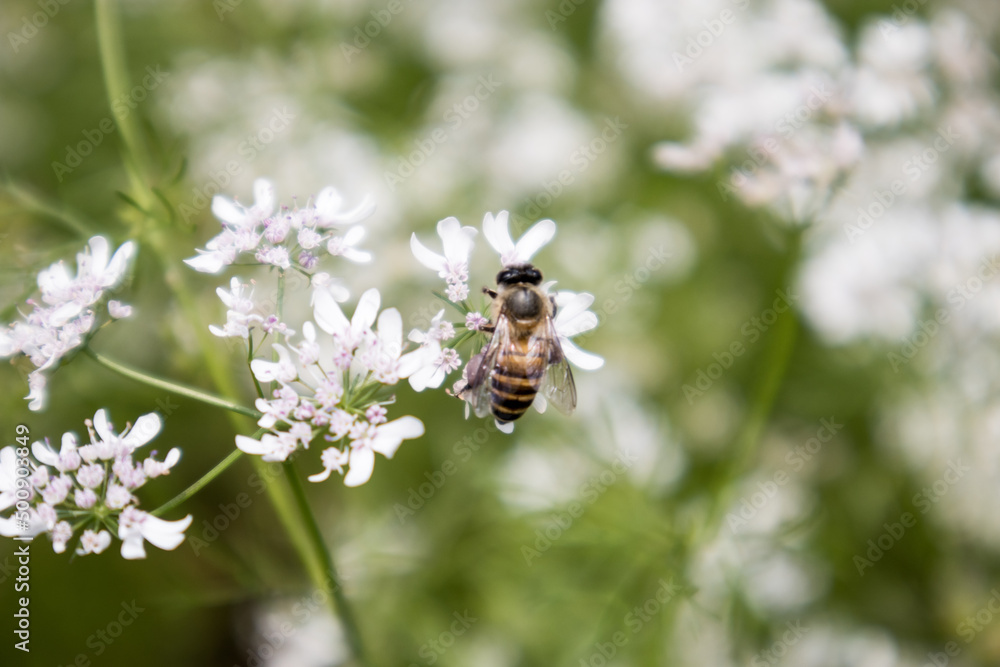 A bee collecting nectar from flower of coriander A bee collecting nectar from flower of coriander