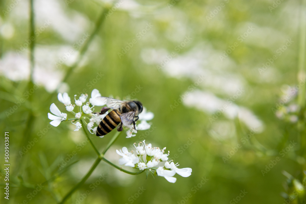 A bee collecting nectar from flower of coriander A bee collecting nectar from flower of coriander