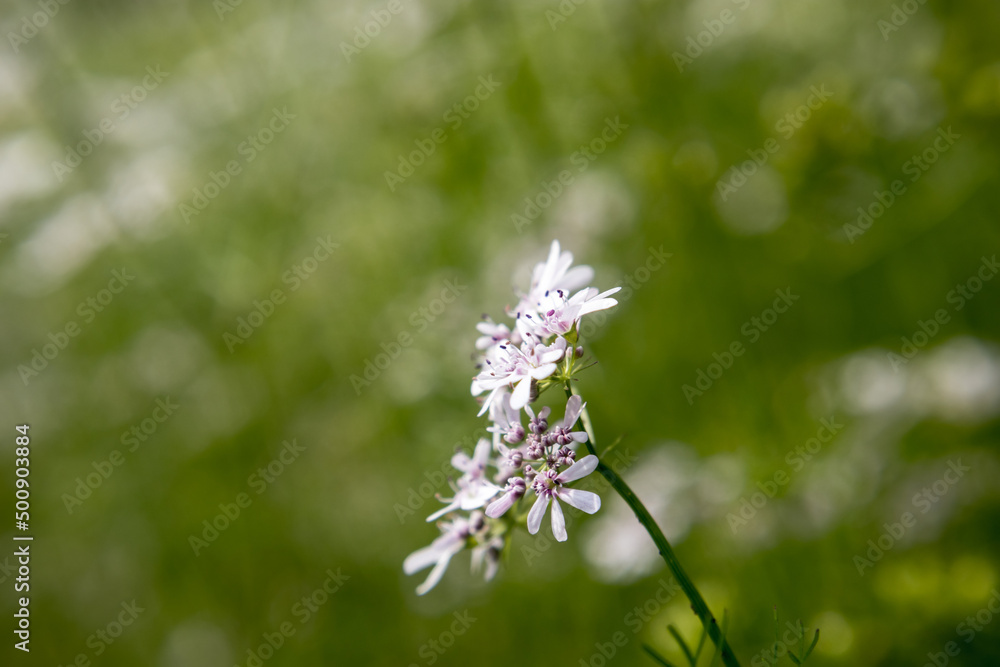 Flower of a coriander plant in a sunny day Flower of a coriander plant in a sunny day