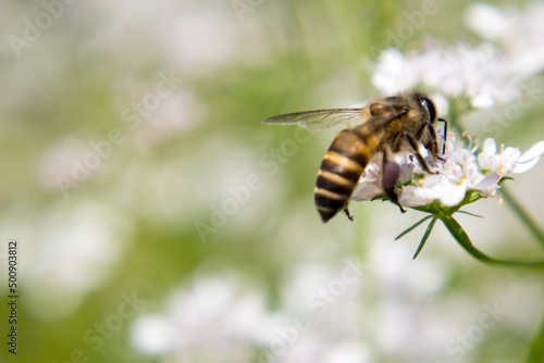 A bee collecting nectar from flower of coriander © Sushanta