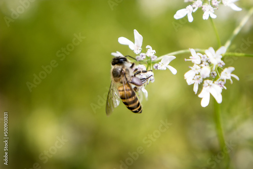 A bee collecting nectar from flower of coriander