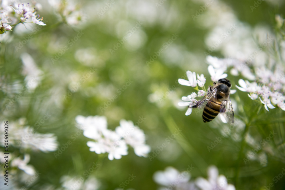 A bee collecting nectar from flower of coriander A bee collecting nectar from flower of coriander
