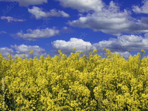 rapeseed yellow flowers of the plant against the background of blue sky, rapeseed used for oil production