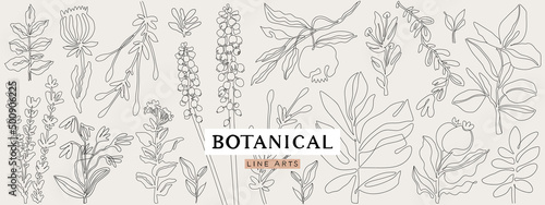 Obraz na plátně Botanical line art collection