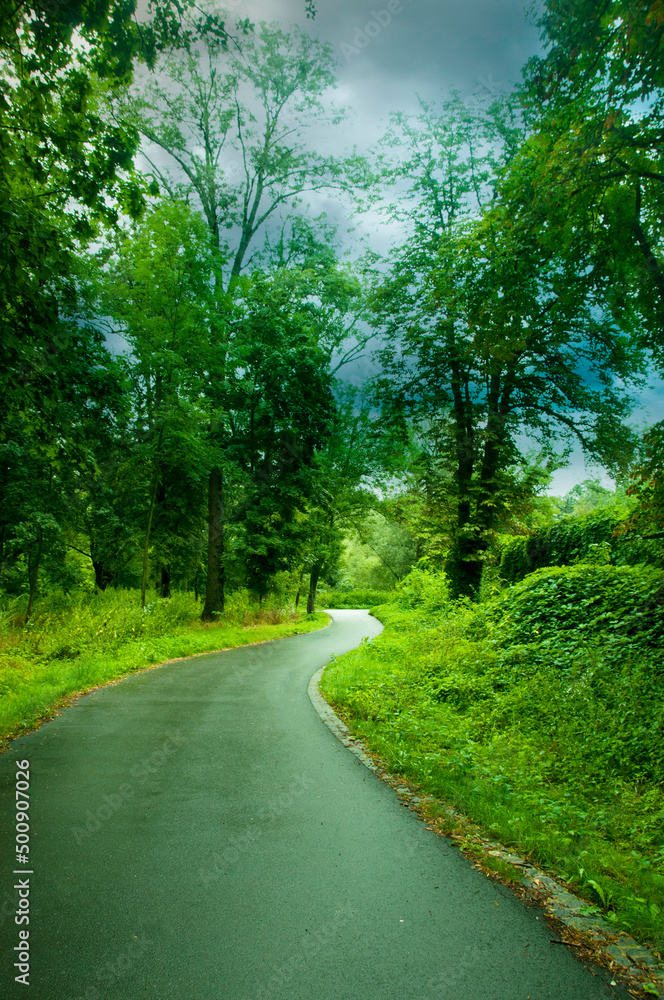 empty road in the alley of trees after the rain in summer day with cloudy sky and a bright green leaves