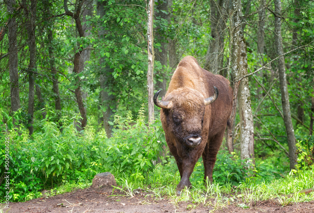 Fototapeta premium Bison (Bison bonasus) in the wild nature on summer day