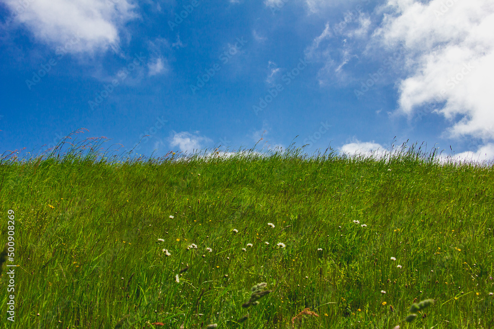 Blue sky with clouds and green field, grass with daisies. Spring, Europe, Netherlands.