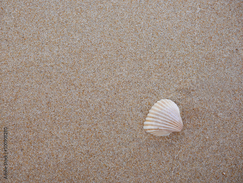 Close up Top view of a seashell on the sand with copy space