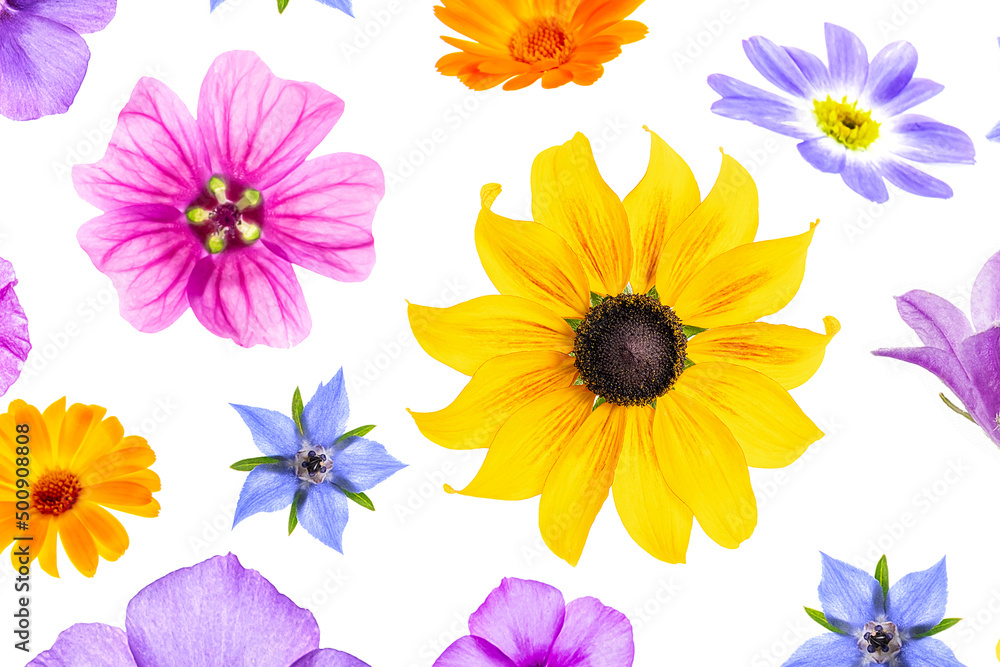 Bright pattern of colorful flowers on a white background, as a backdrop or texture. Spring, summer floral wallpaper for your design. Top view Flat lay Bright pattern of colorful flowers on a white background, as a backdrop or texture. Spring, summer floral wallpaper for your design. Top view Flat lay