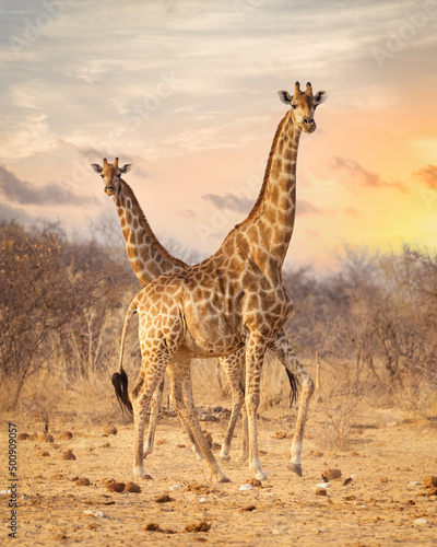 Two giraffes in the Etosha National Park. Namibia