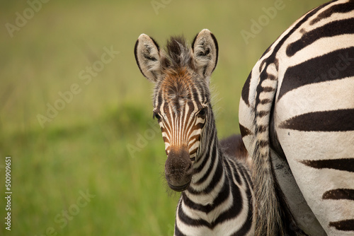 Εκτύπωση καμβά Cute young zebra fowl looking behind mothers back
