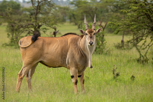 Eland bull, the biggest antelope in the African bush looking at camera while swaying tail. Wild animal seen on safari in Masai Mara, Kenya photo