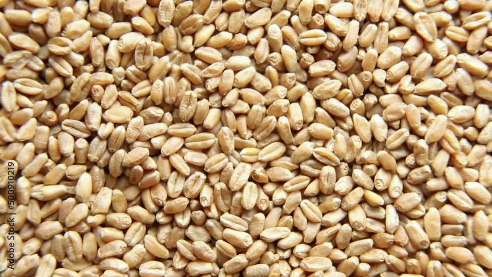 A grain of wheat rotates in close-up. View from above. A grain of wheat rotates in close-up. View from above.