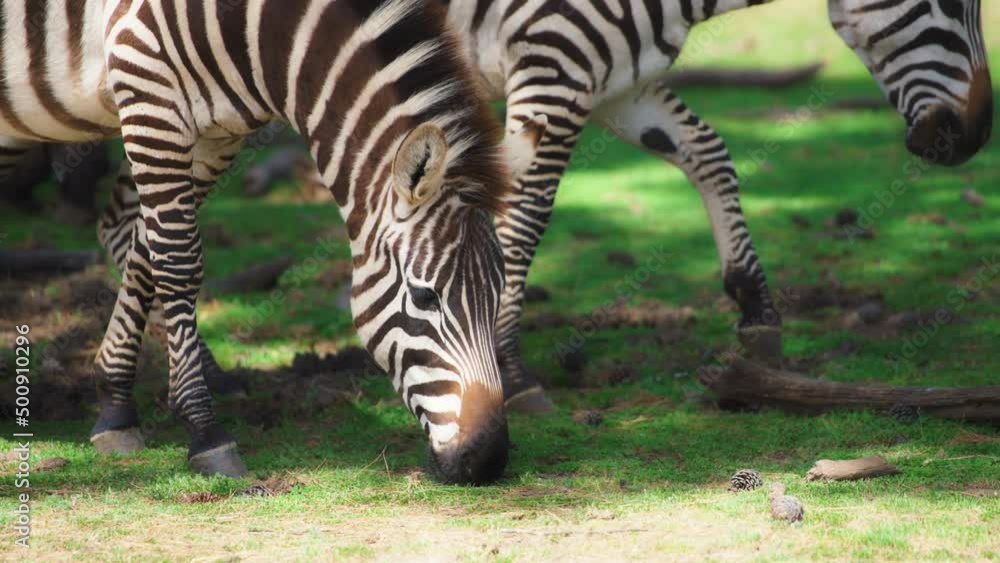 Herd of zebras grazing on the green meadow. Slow motion. Herd of zebras grazing on the green meadow. Slow motion.