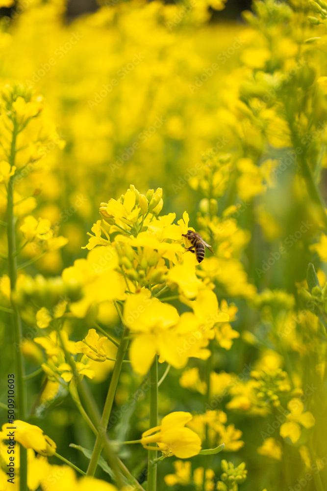 Honey bee in the canola field Honey bee in the canola field