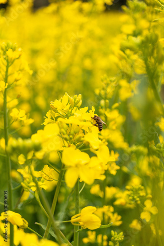 Honey bee in the canola field 