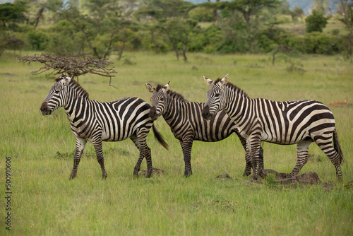  Three zebras standing in the grass on the savanna African wildlife safari in Masai Mara  Kenya