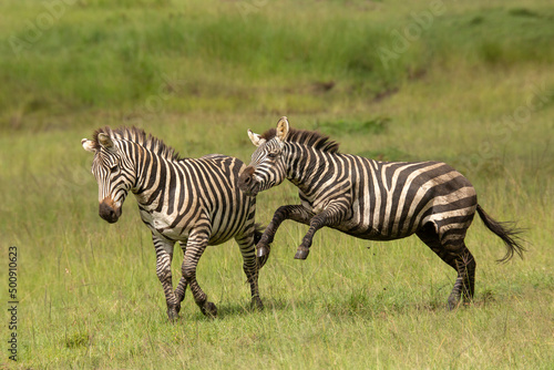 Two zebra stallions in the bush during rutting season chasing each other. African wildlife safari in Masai Mara  Kenya