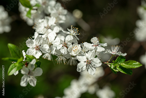 flowering of wild cherry plum in the forest