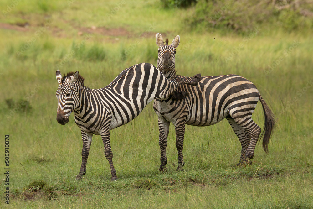Two zebra stallions in the bush during rutting season. One missed a kick on the other one on the head. African wildlife safari in Masai Mara, Kenya Two zebra stallions in the bush during rutting season. One missed a kick on the other one on the head. African wildlife safari in Masai Mara, Kenya