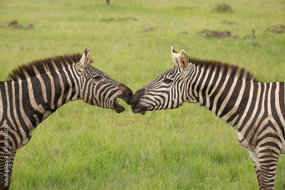 Naklejka premium Two zebra stallions looking close at each other. One has mouth open. African wildlife safari in Masai Mara, Kenya