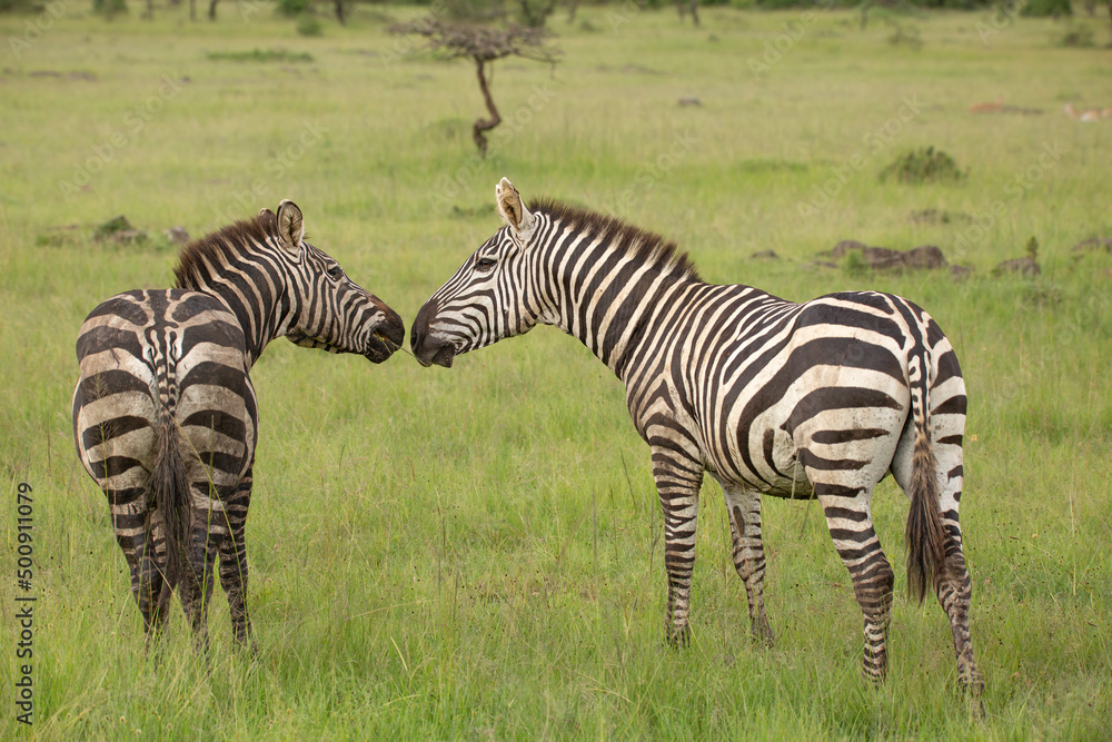 Two zebra stallions standing in the bush and looking while they have their heads close together. African wildlife safari in Masai Mara, Kenya
